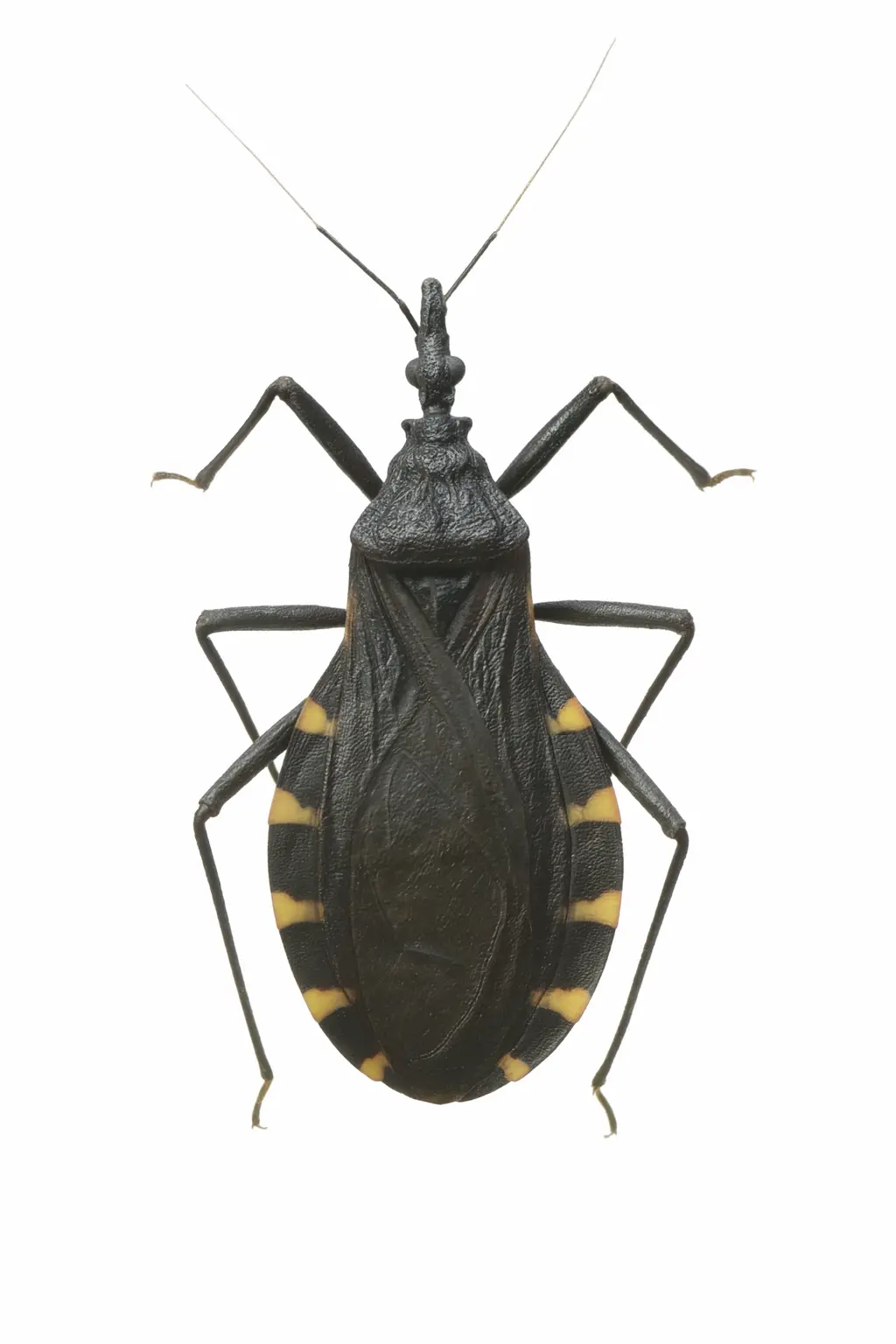 Kissing bug size compared to penny