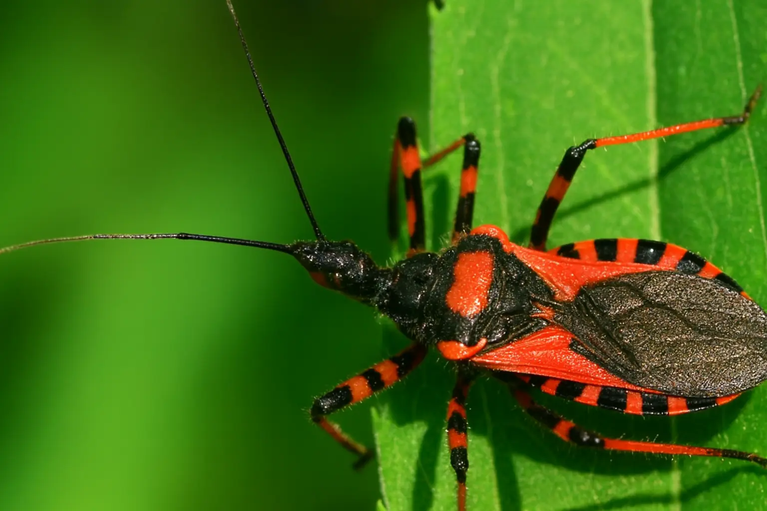 Red kissing bug